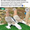 antikacipalam