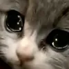 teeept