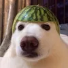 stept_den1