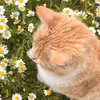 nhan_ne249