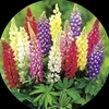 lupinus05