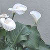 petalblomblaar1