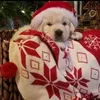 santaarudolph_
