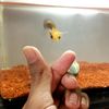 kk_aquatic1
