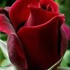 faridaluqman545