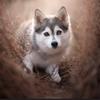 huskies_fan2