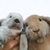 twospoiledbuns