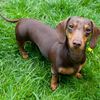 dachshundsoftiktok