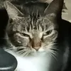 nefosip