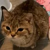 benjysfish