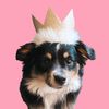 mia.tinyaussie