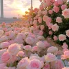 user3h5swi058x