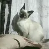 rosilwne_ss