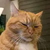 haji.bolotbanget