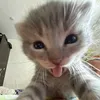 mmeowwssz353