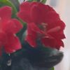 floweermusic