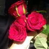 runa_queen_320
