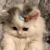 shairatmbl