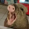 dobrikrirkiz