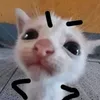 just_arky
