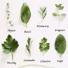 herbalrutz