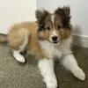 teo_shelty