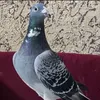 hekwgi