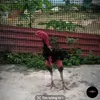 othanhgiong