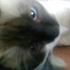 dulce_01092