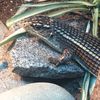 chaosreptiles