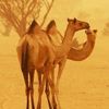 mansur5115