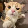 likedenscheiss_