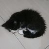 danugor__