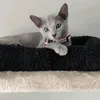tamara.russian.blue