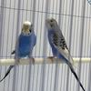 parrots._tigrice