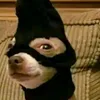shionepep1