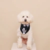 cooper_the_maltipoo