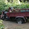 tagungtogunngak