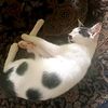 me_mpat