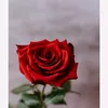 sedigha.ahmadi