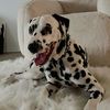 archie.most.beloved.dog
