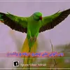 ahmedjan5195