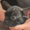 mihaela.cracana_8172