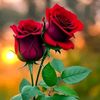 hamid_saith_001