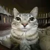leo_mm013