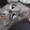 normisonthecat