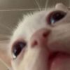 gatocomicon_
