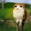 amamlicamoli_omopl