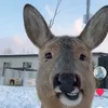 ongthanmomca