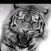 tigers.aomw